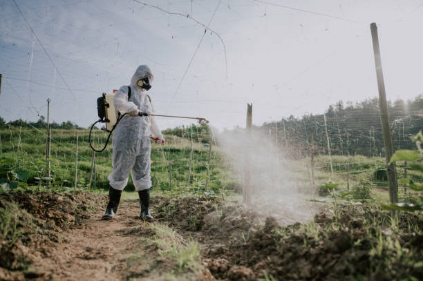 Best Pest Removal Services  in Tanglewilde, WA