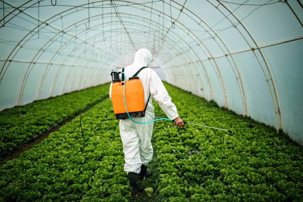 Best Bed Bug Extermination  in Tanglewilde, WA
