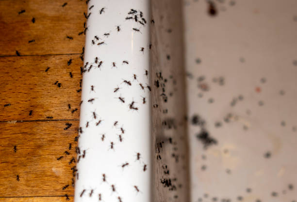 Best Affordable Pest Control Services  in Tanglewilde, WA