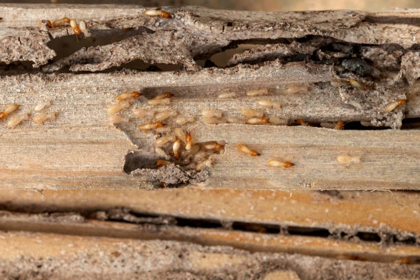 Best Termite Control Services  in Tanglewilde, WA