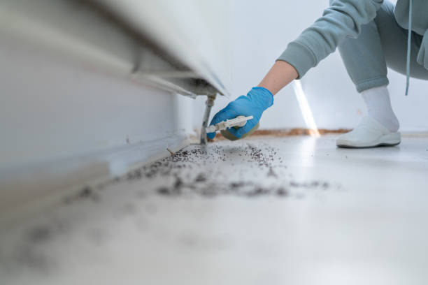 Best Flea Control Services  in Tanglewilde, WA